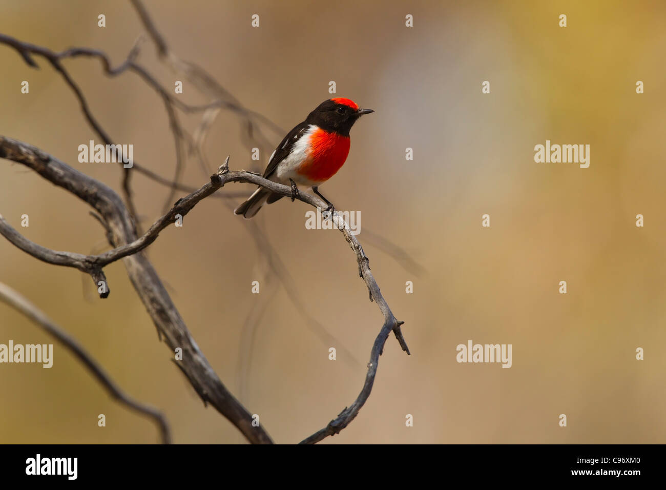 ROBIN RED-CAPPED THRONT IN EINER ALTEN ABGESTORBENEN BAUM Stockfoto