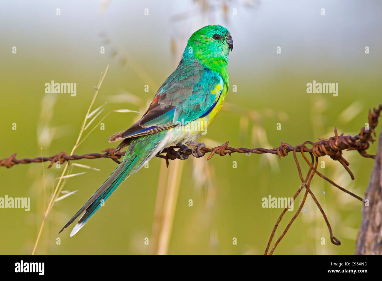 ROT-PSEPHOTUS PAPAGEI THRONT AUF EINEM ZAUN. Stockfoto