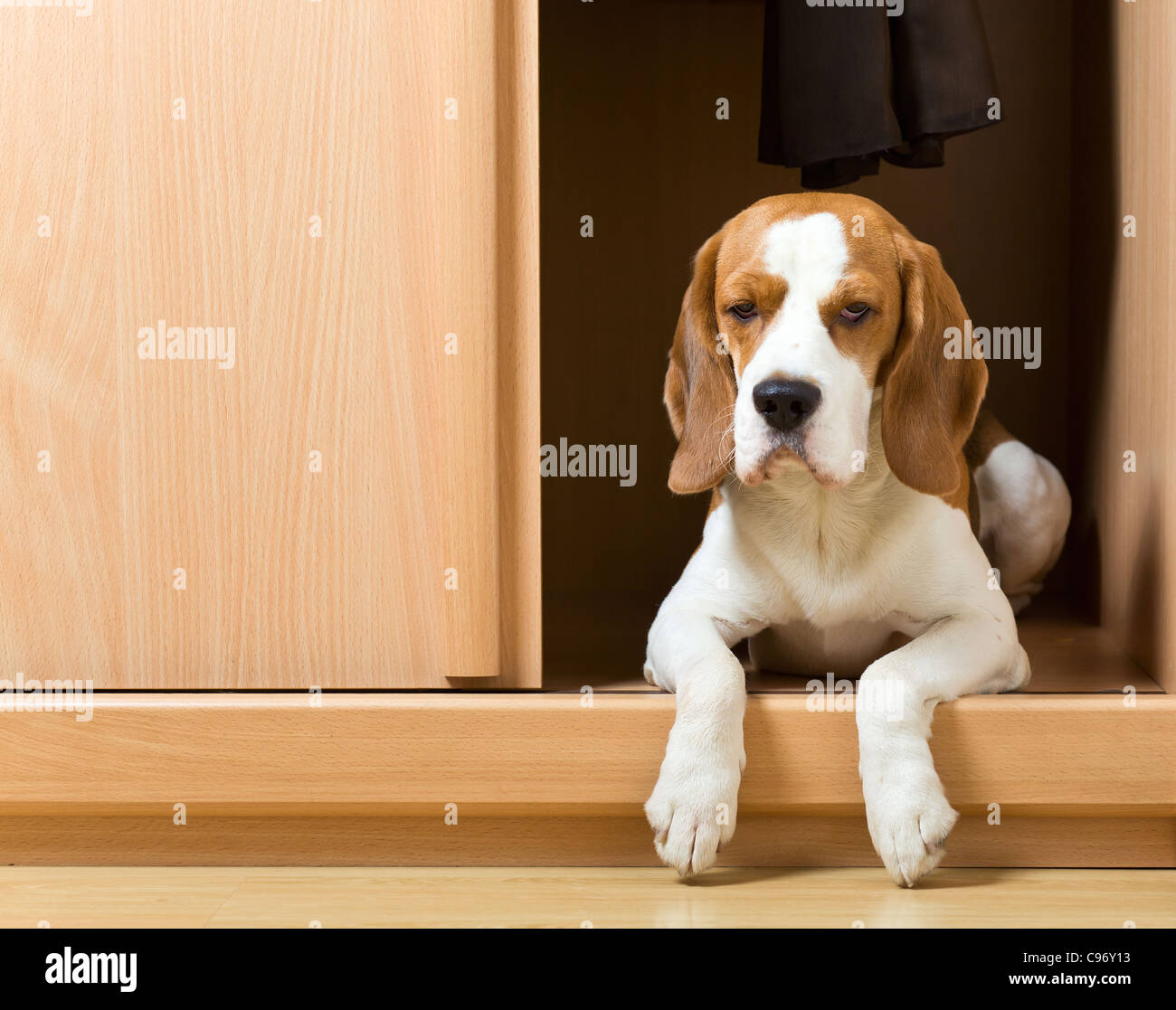 Die verschwundenen Hund stieg in einen Kleiderschrank. Stockfoto