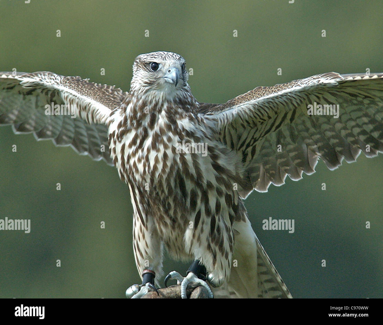 Die beliebteste Art des Falcon ist die Saker, hier abgebildet auf einem Spießrutenlauf vor fliegen. Diese Greifvögel sind für die Jagd verwendet. Stockfoto