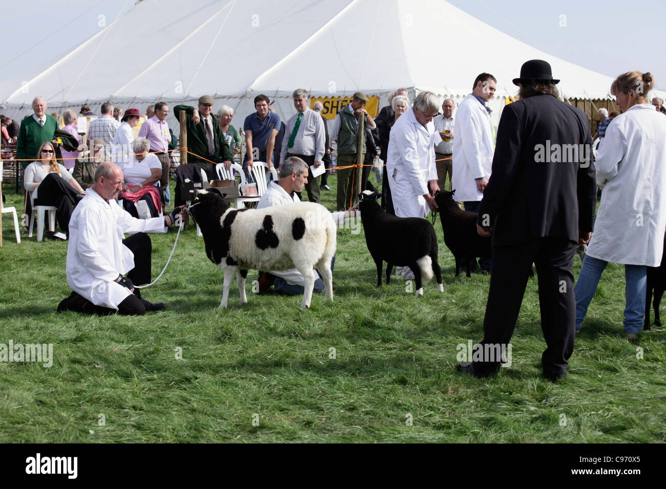 Seltene Rassen Urteilen Gransden und Bezirk Agricultural Show 2011 Stockfoto