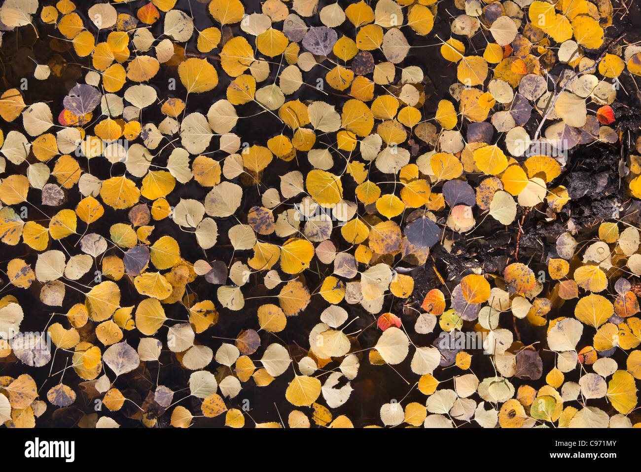 Aspen schwimmende Blätter auf ruhigen alpine Teich. Stockfoto