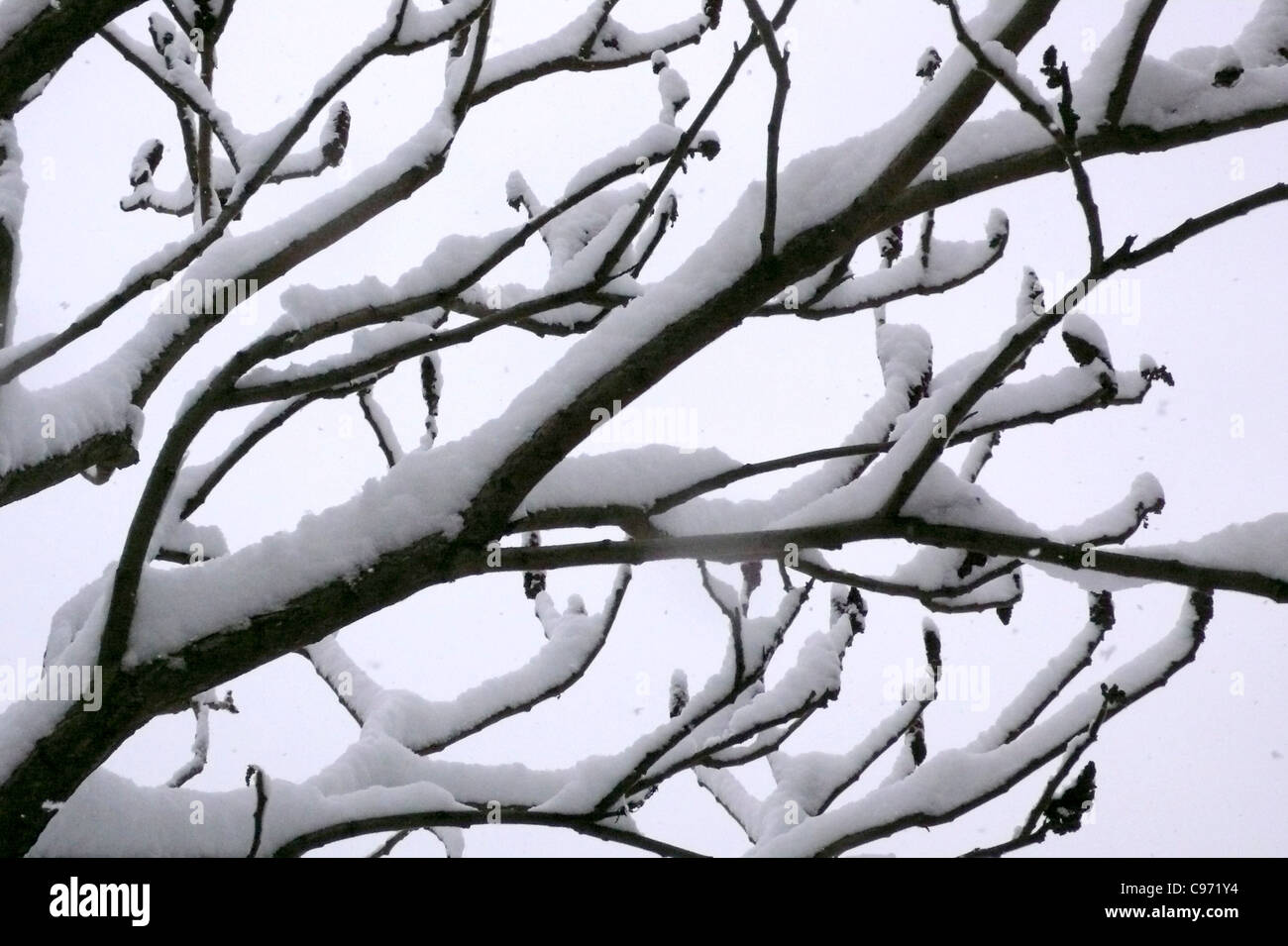 Sumach Baum im Schnee Stockfoto