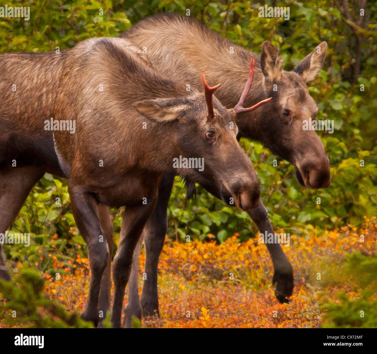 CHUGACH STATE PARK, ALASKA, USA - Elch, Alces Alces, Jungbullen und junge Kuh. Stockfoto