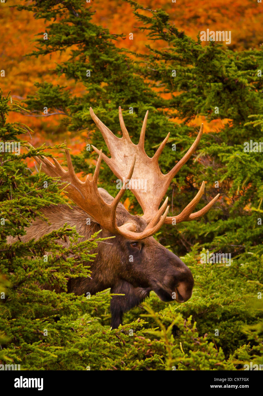 CHUGACH STATE PARK, ALASKA, USA - Stier Elch, Alces Alces und Herbstlaub. Stockfoto