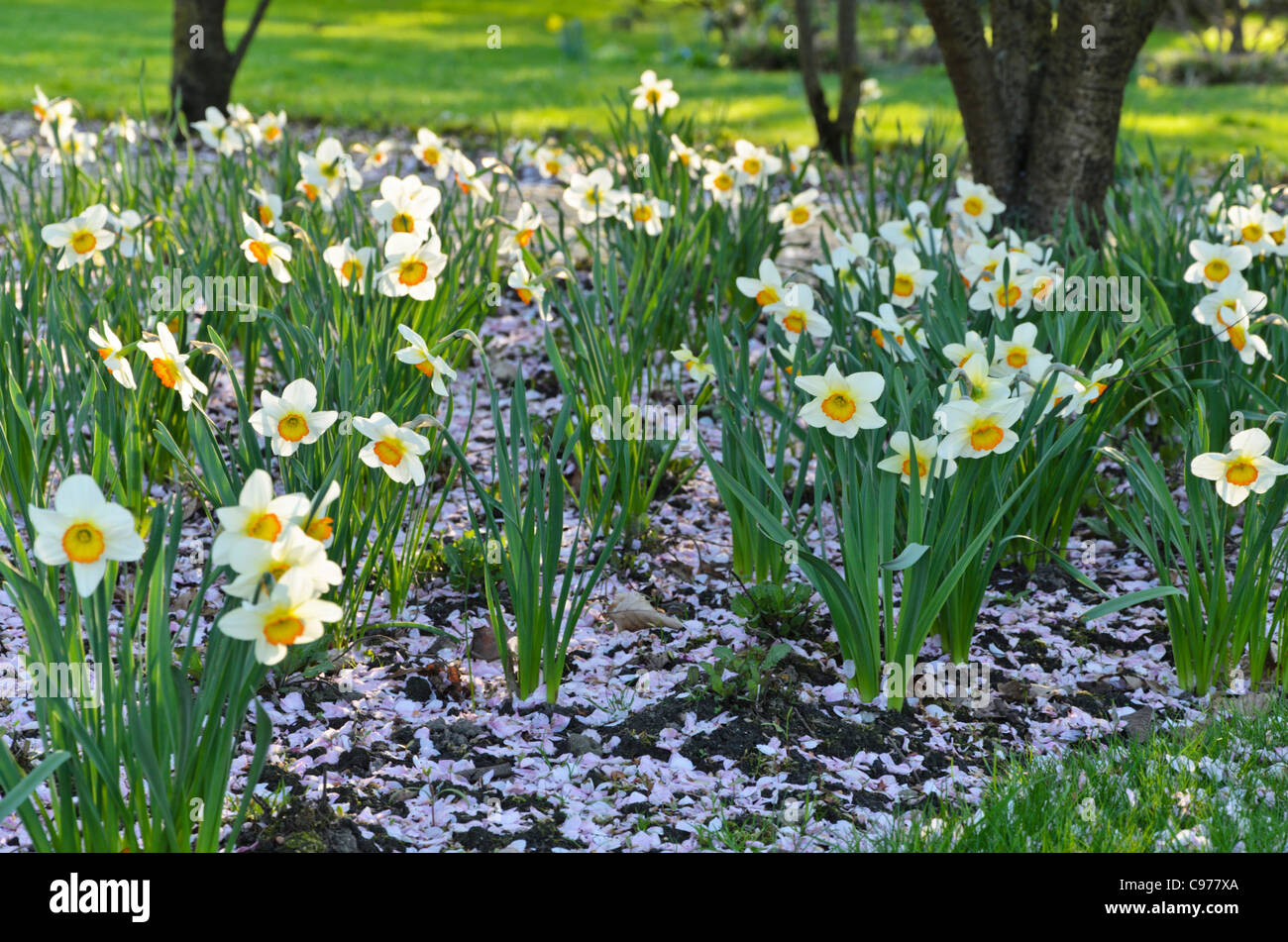 Narzissen (Narcissus) mit Kirschblüten Stockfoto