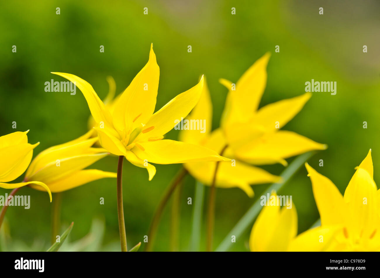 Wilde Tulpe (Tulipa Sylvestris) Stockfoto