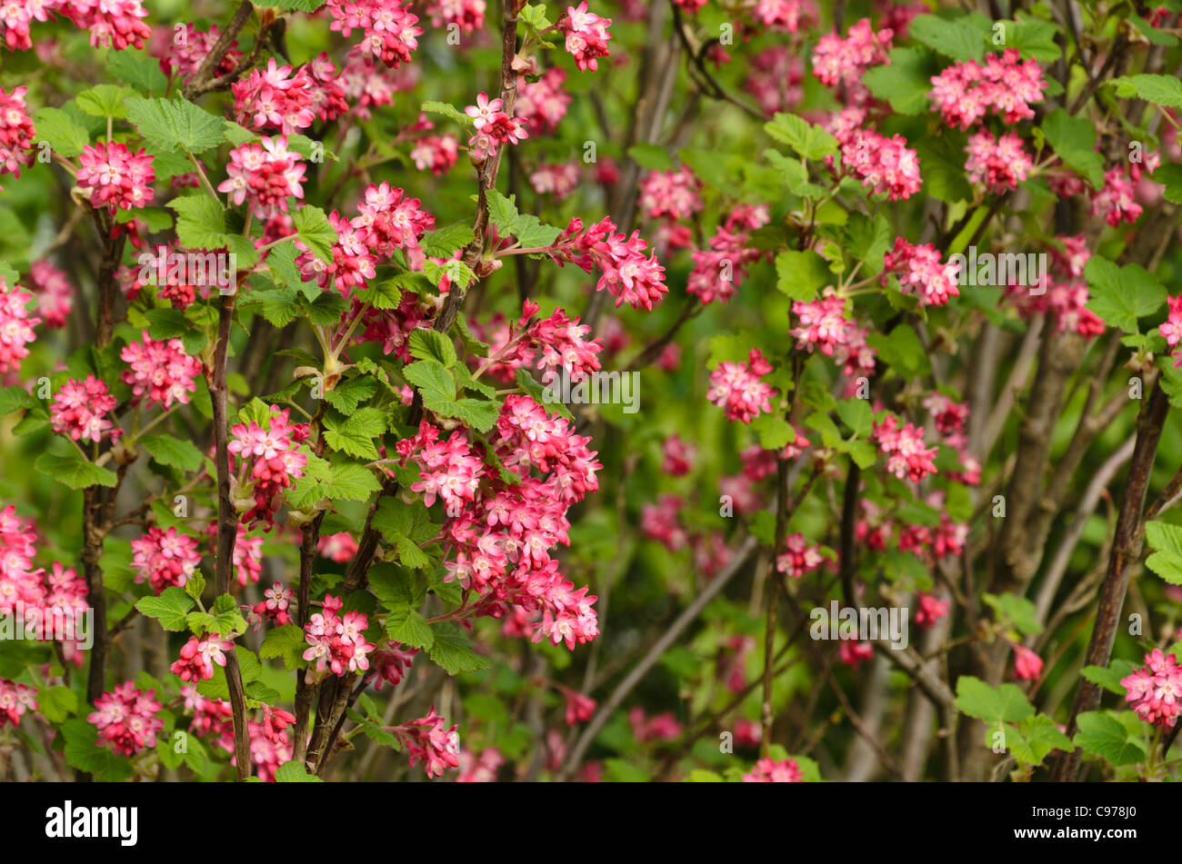 Blühende Johannisbeeren (Ribes Sanguineum) Stockfoto