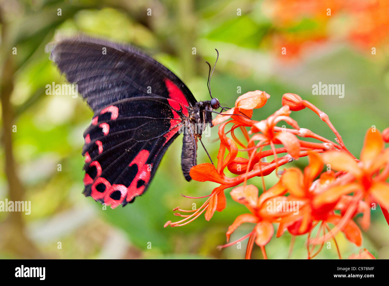 Scharlachroter Schwalbenschwanz (Papilio Rumanzovia) schweben Stockfoto
