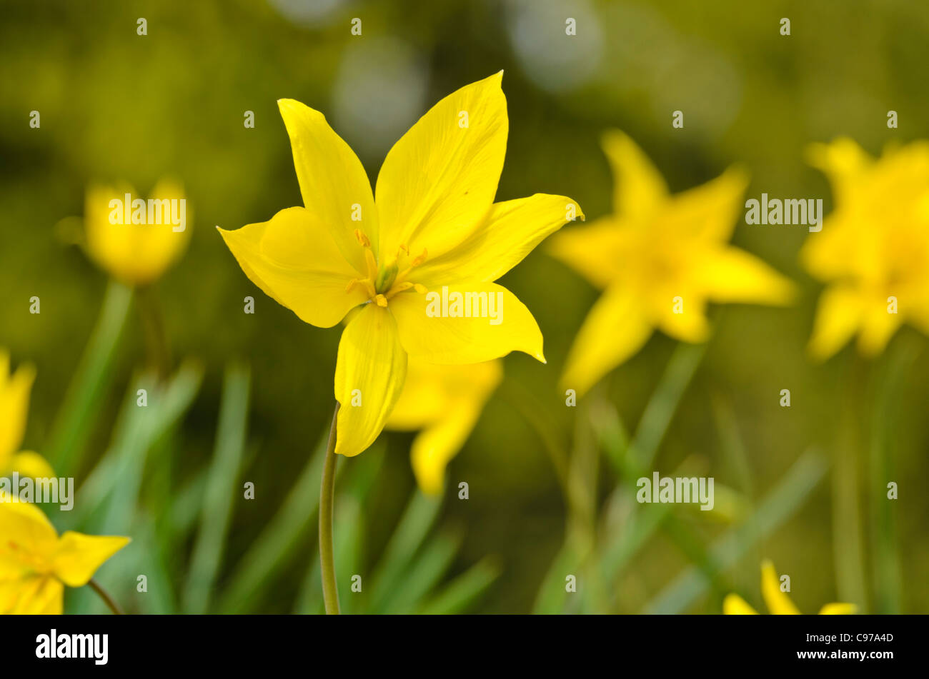 Wilde Tulpe (Tulipa Sylvestris) Stockfoto