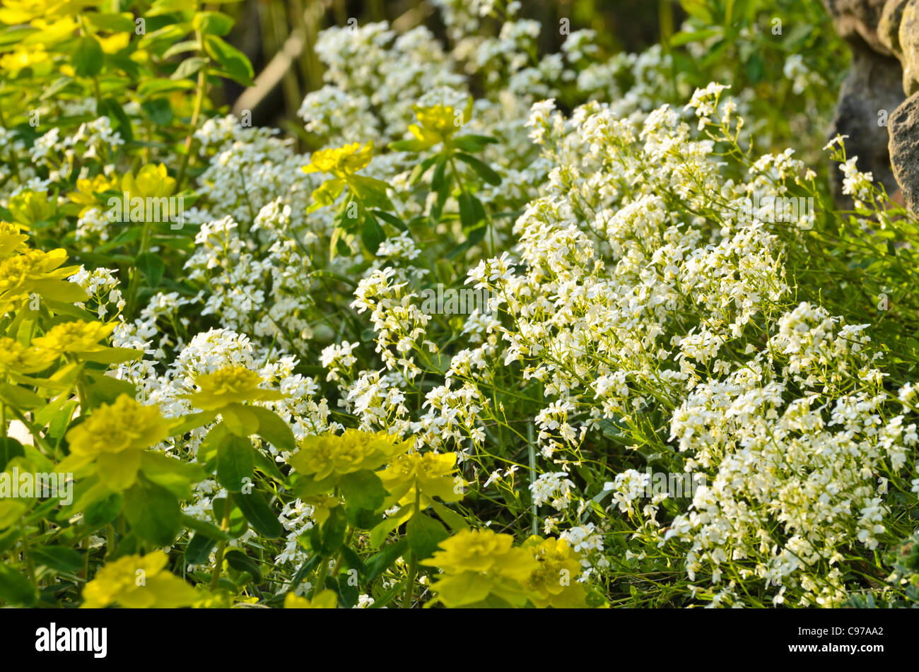 Verbreitung rock Kresse (Arabis procurrens) und Holz Wolfsmilch (Euphorbia amygdaloides) Stockfoto