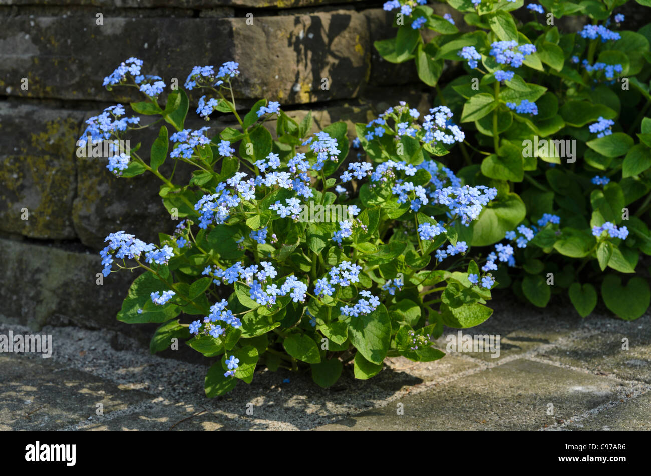 Sibirische bugloss (brunnera macrophylla Syn. myosotis macrophylla) Stockfoto