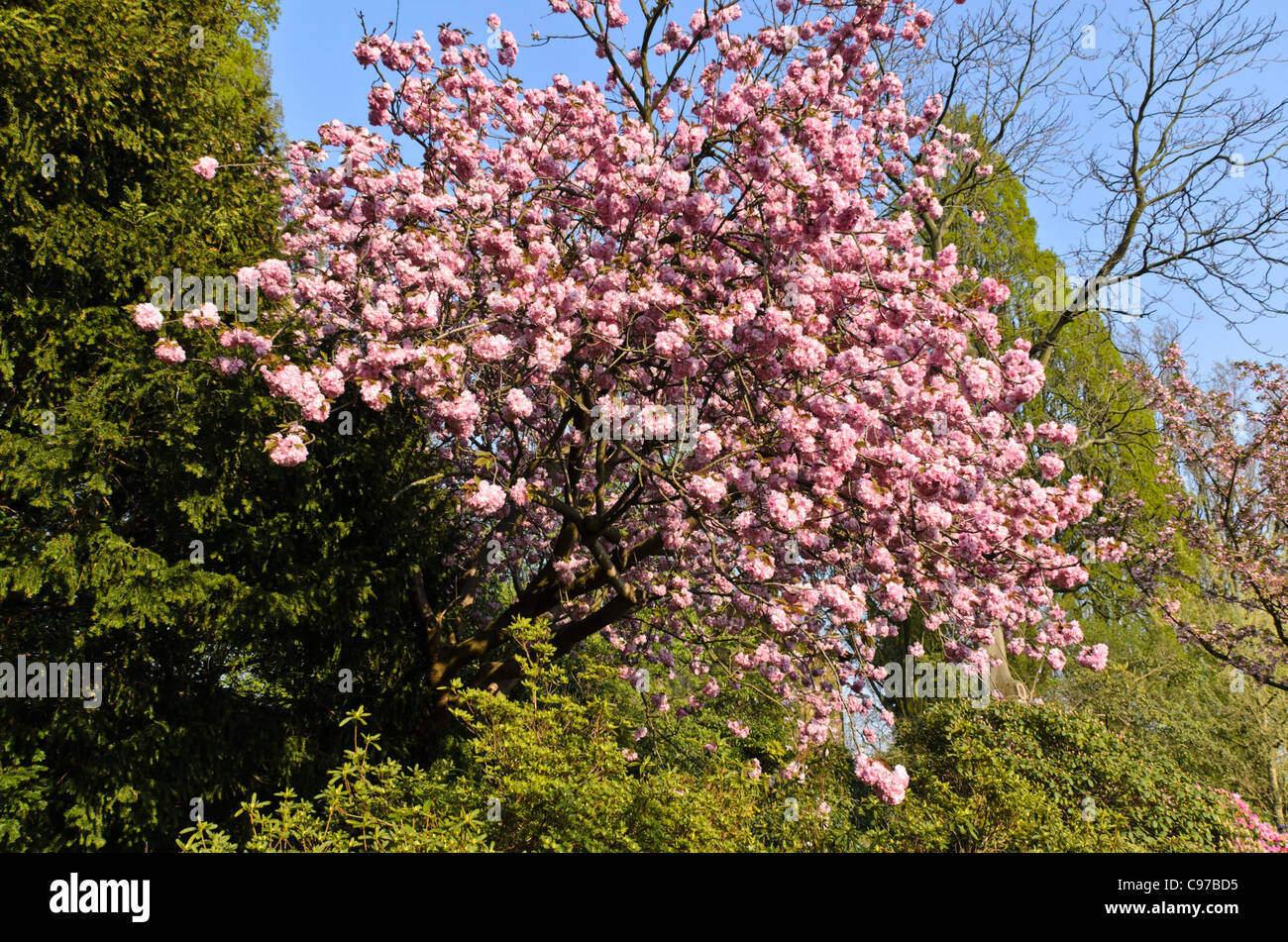 Orientalische Kirsche (Prunus serrulata 'kanzan') Stockfoto