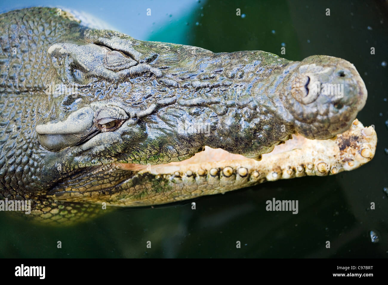 Nahaufnahme einer Salzwasser-Krokodil.  Crocodylus Wildpark, Darwin, Northern Territory, Australien Stockfoto