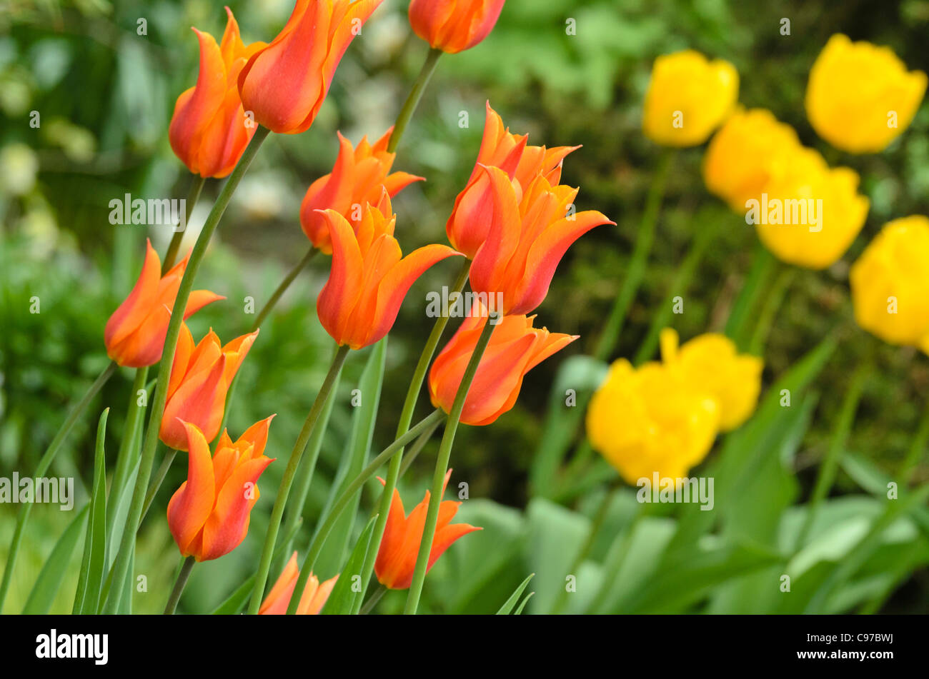 Lily-blühenden Tulpe (tulipa Ballerina) Stockfoto