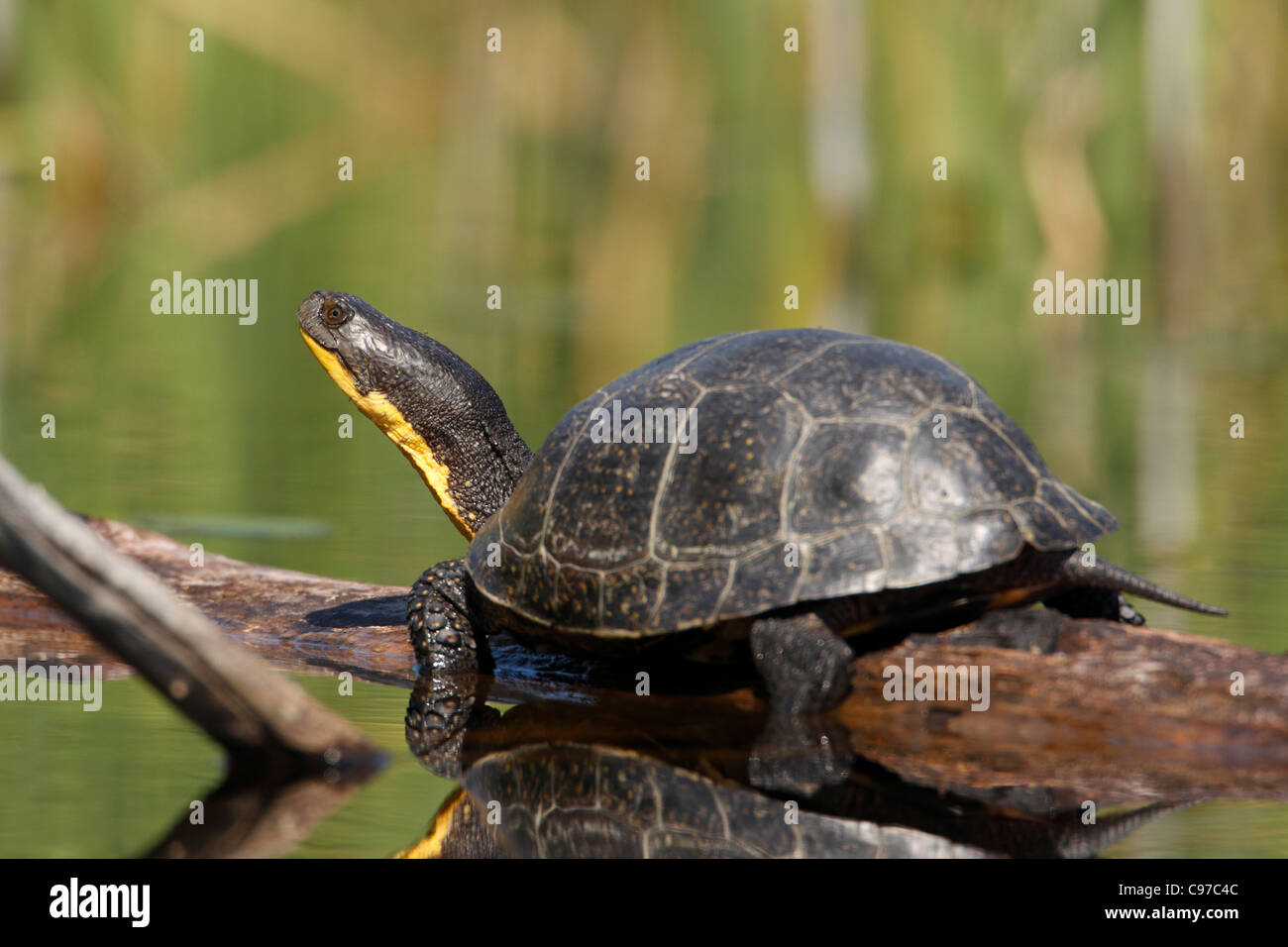 Blandings Schildkröte (Emys Blandingii oder Emydoidea Blandingii) Sonnen auf einem Baumstamm in Nord-Michigan Stockfoto