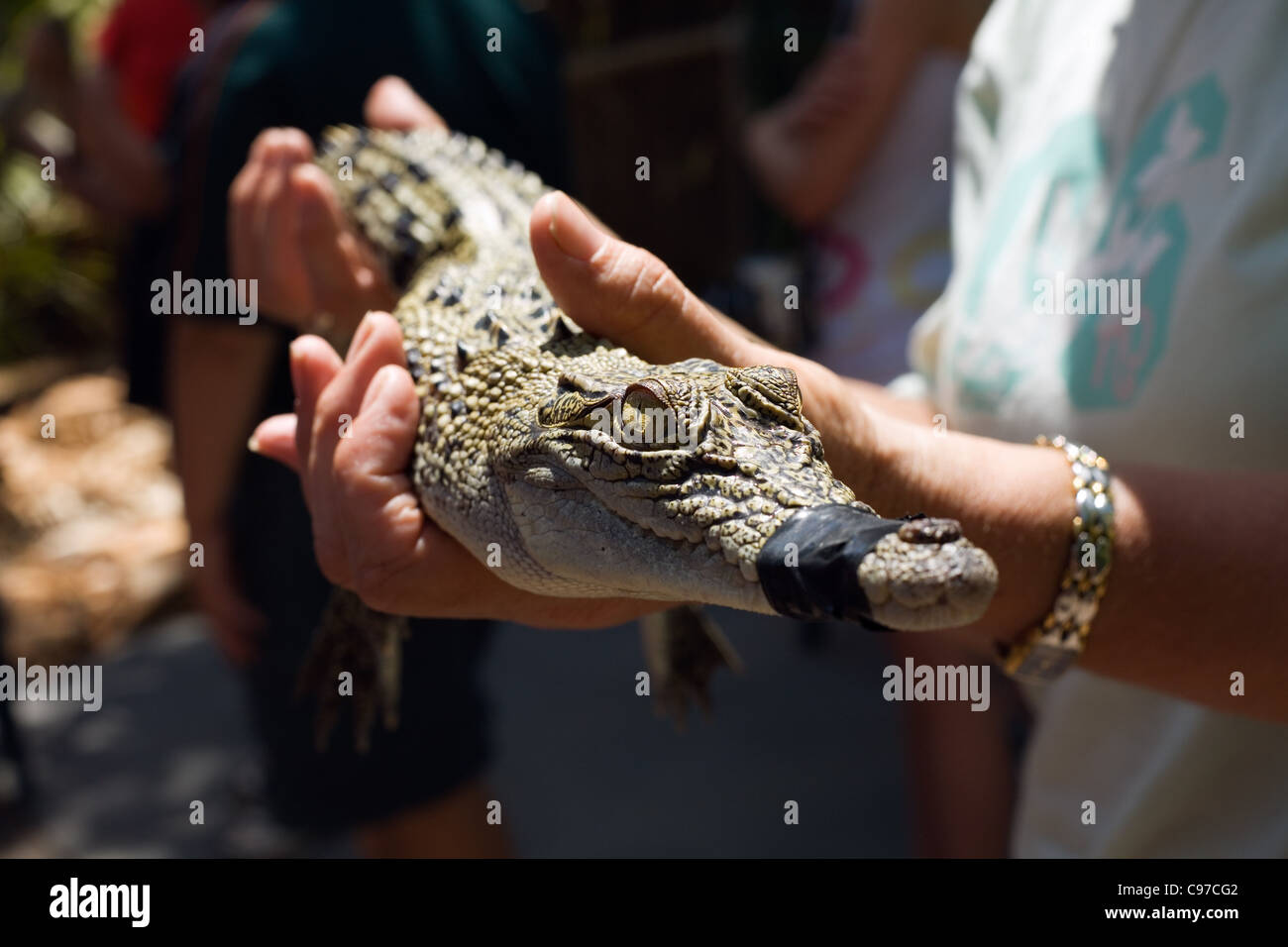 Mann hält ein Baby-Krokodil an Crocodylus Wildlife Park.  Darwin, Northern Territory, Australien Stockfoto
