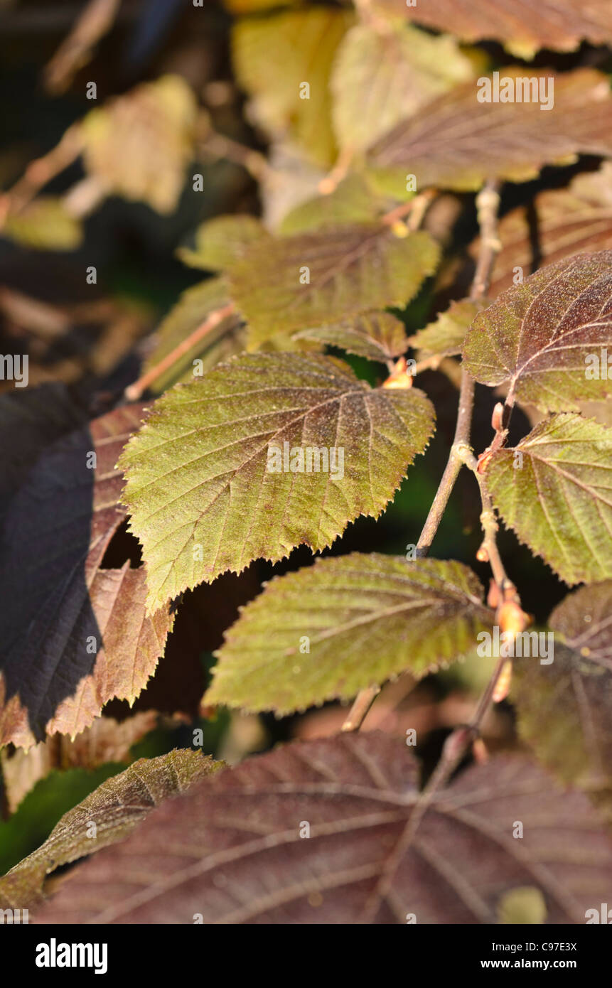 Hasel (Corylus maxima 'Purpurea') Stockfoto