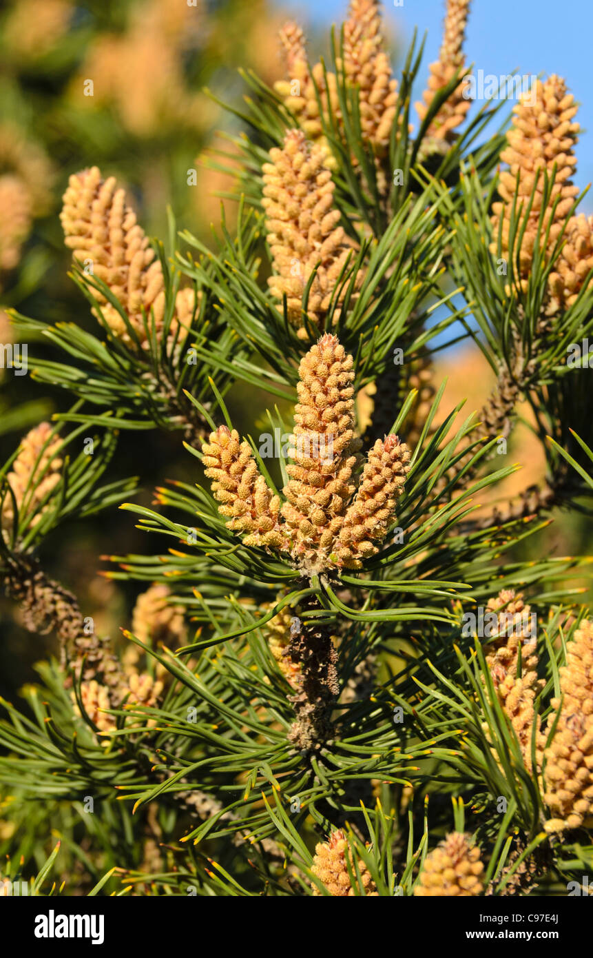 Zwerg Mountain Pine (Pinus mugo) Stockfoto