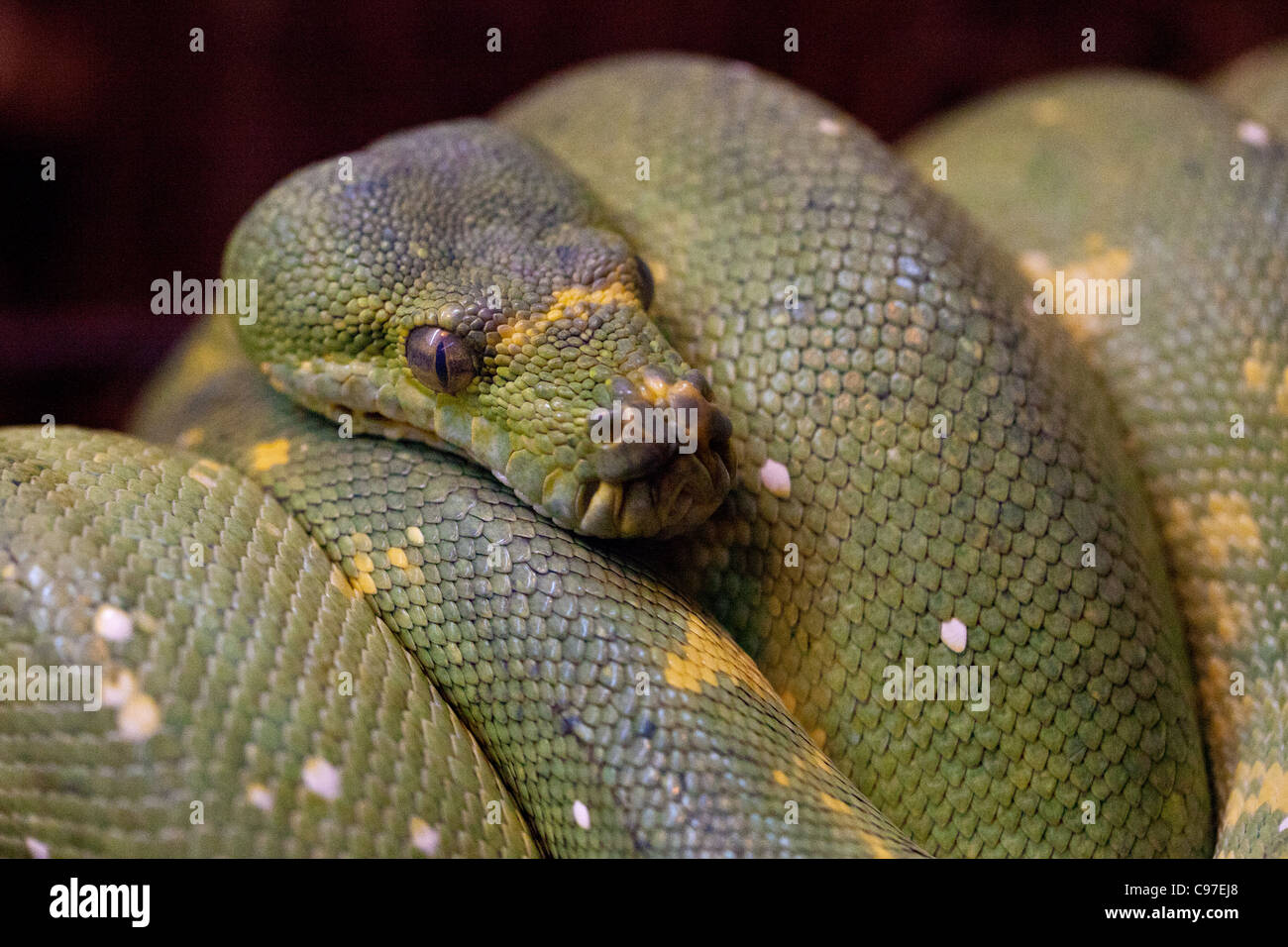 Grüner Baumpython (Morelia Viridis) aufgewickelt um Ast. Stockfoto