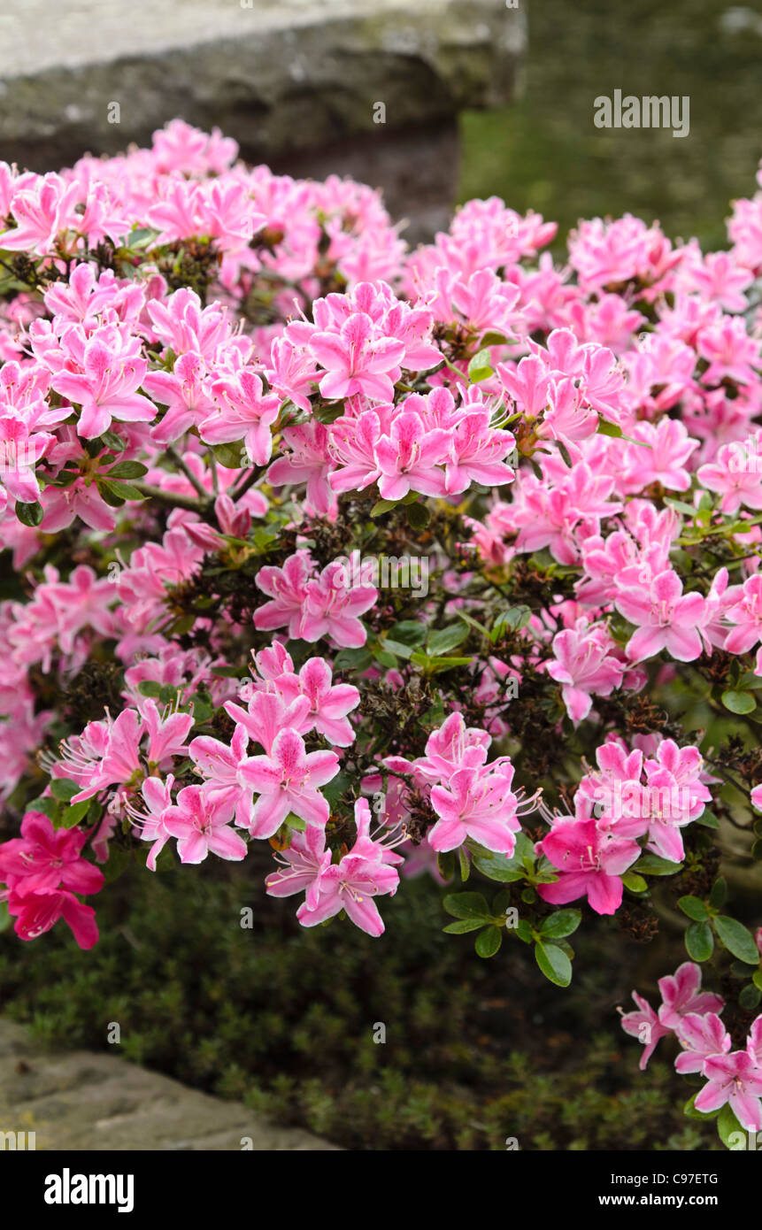 Rhododendron (Rhododendron) Stockfoto