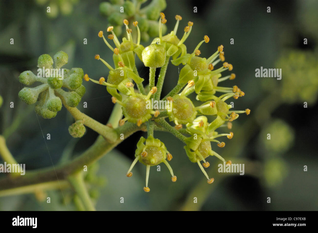 Atlantic Efeu, Hedera Hibernica, Blumen Stockfoto