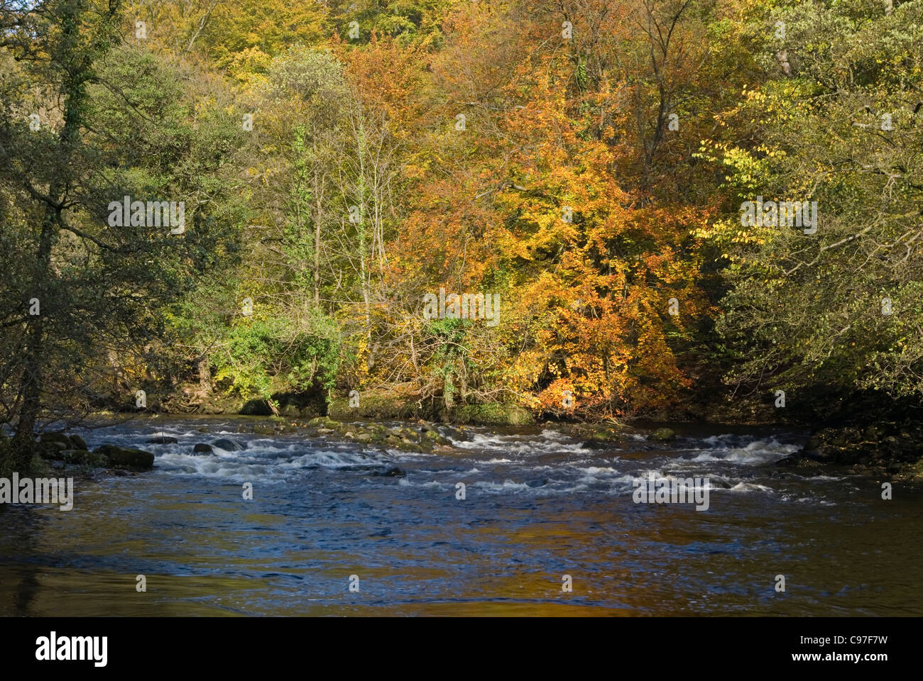 Fluß Wharfe im Strid Woods Stockfoto