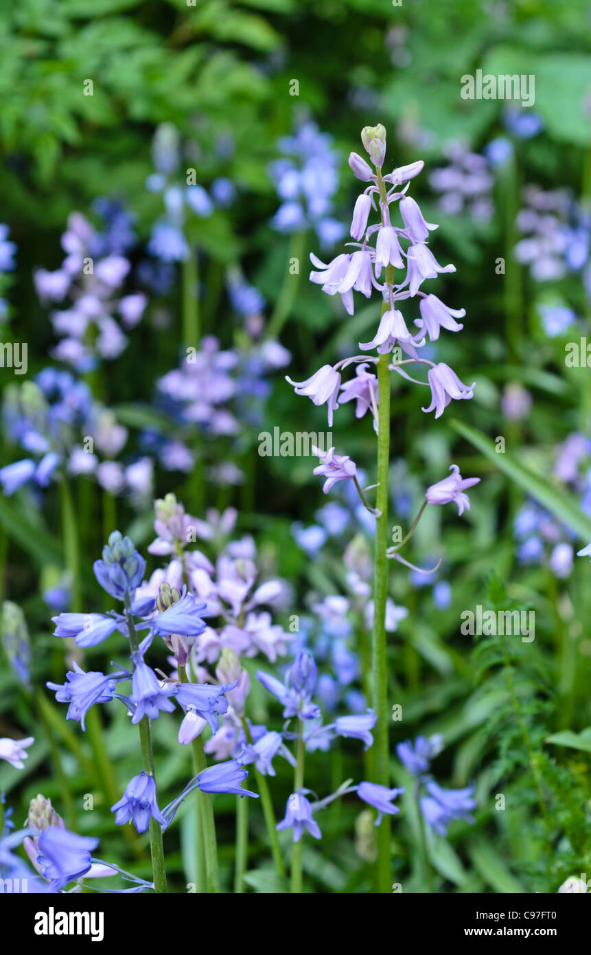Bluebell (hyacinthoides non-scripta) Stockfoto