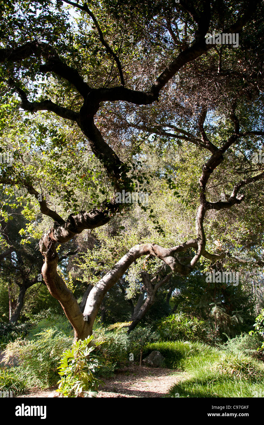 Wald Baum elegante orientalische Dschungel Tropenholz Stockfoto