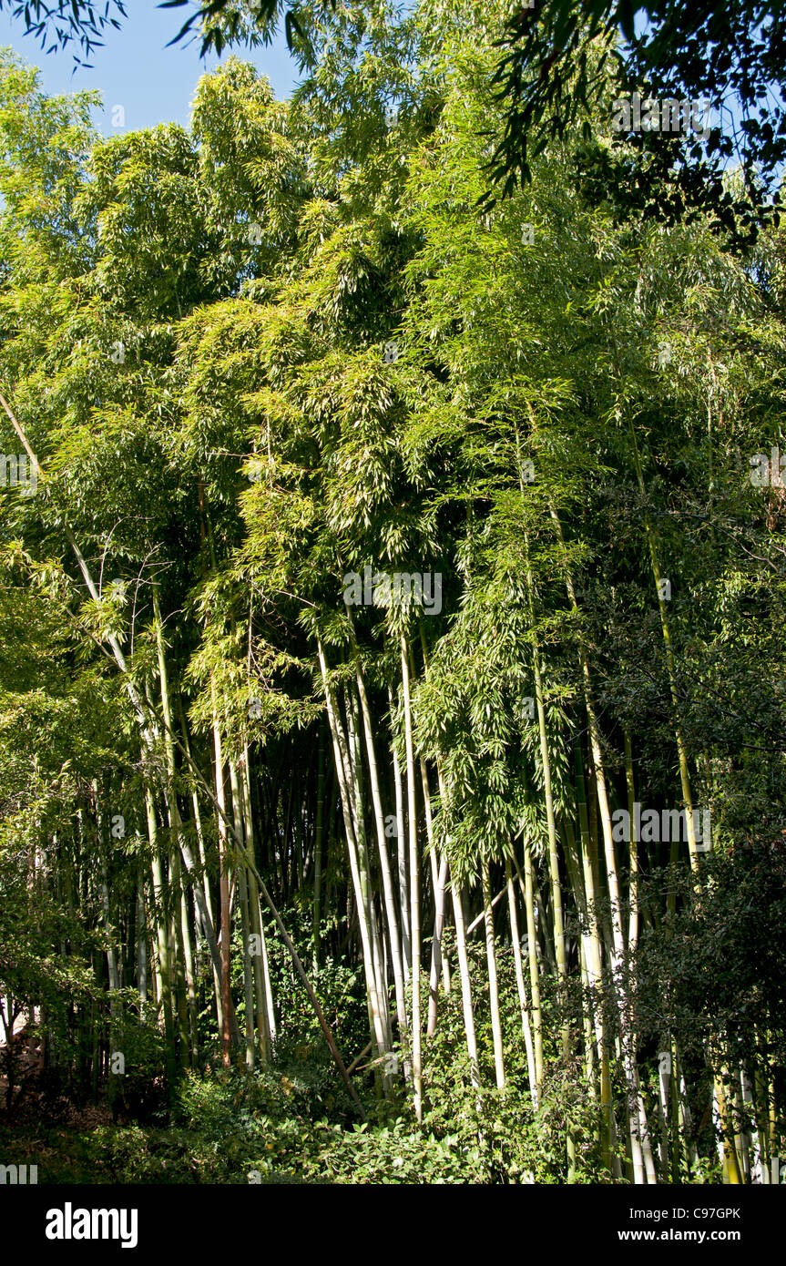 Bambus Baum orientalische Dschungel Wald Tropenholz Stockfoto