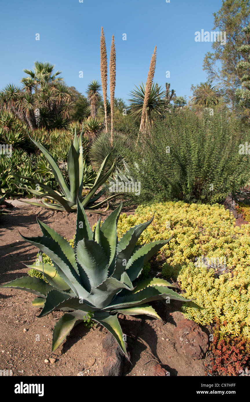 Die Huntington-Bibliothek Kunstsammlungen, botanischen Gärten, Kaktus Sukkulenten Garten San Marino California Amerika Stockfoto