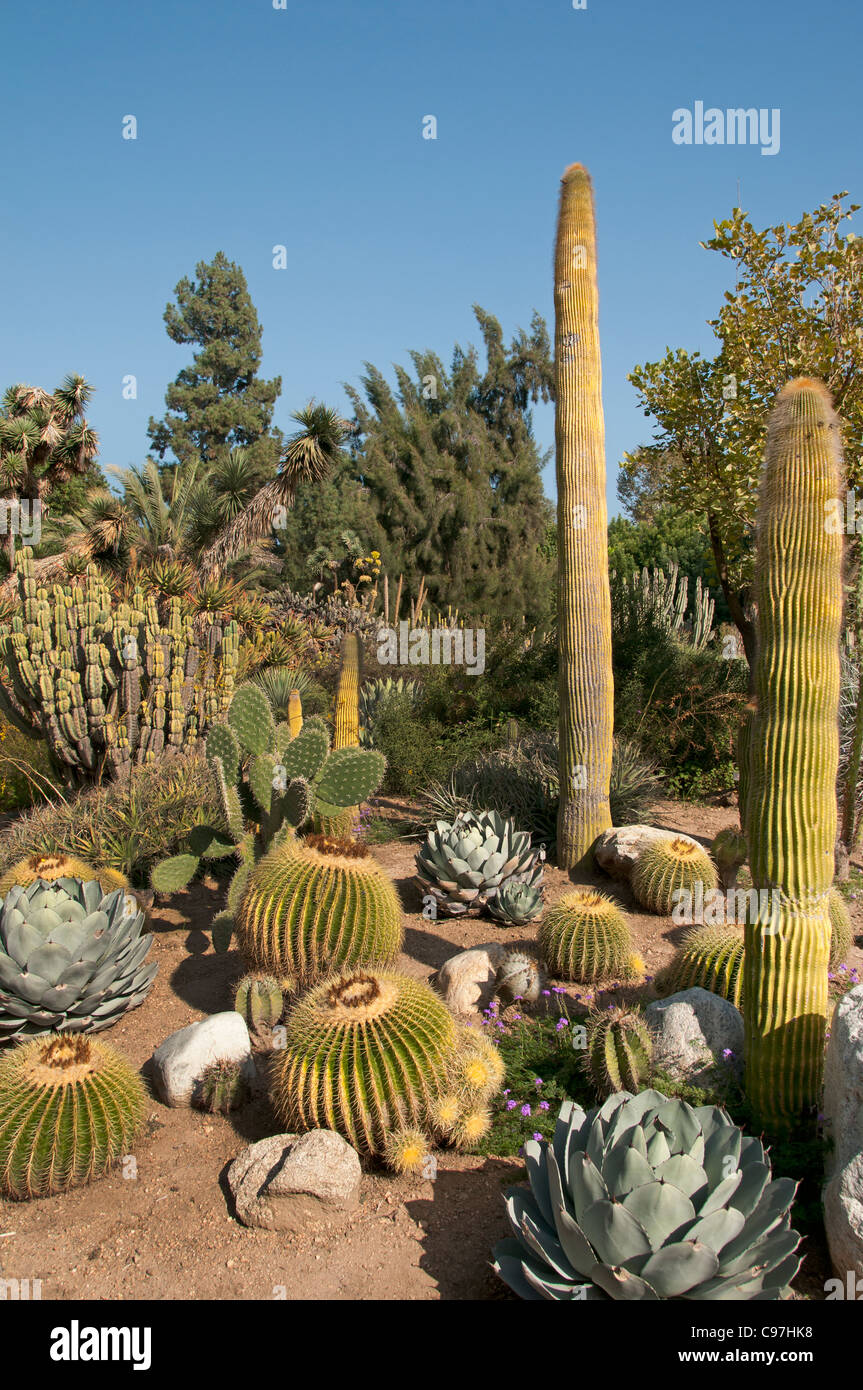 Die Huntington-Bibliothek Kunstsammlungen, botanischen Gärten, Kaktus Sukkulenten Garten San Marino California Amerika Stockfoto