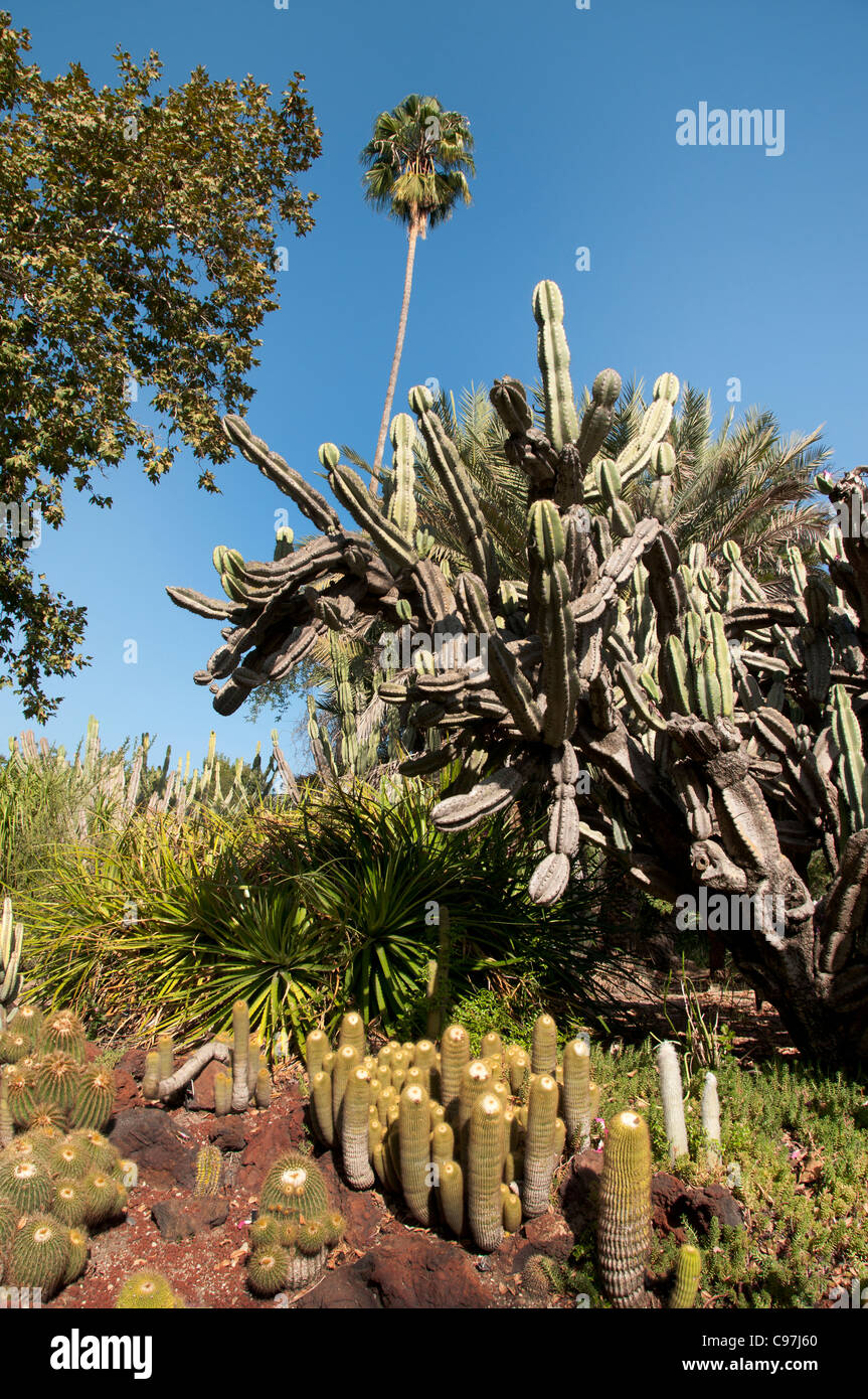 Die Huntington-Bibliothek Kunstsammlungen, botanischen Gärten, Kaktus Sukkulenten Garten San Marino California Amerika Stockfoto