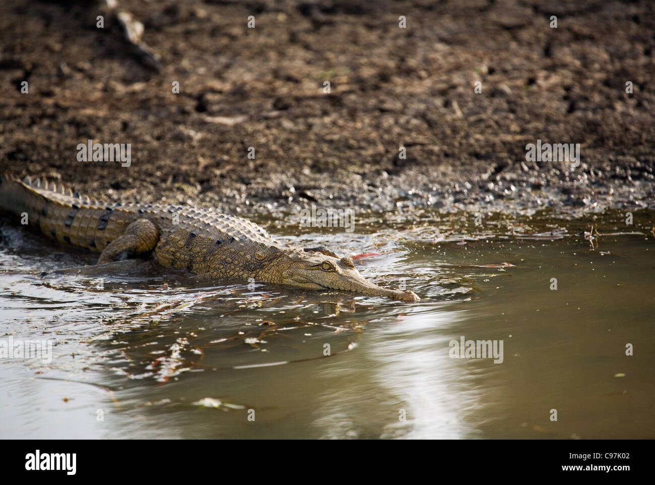 Süßwasser-Krokodil (Crocodylus Johnstonii) in den Mary River Feuchtgebieten. Mary-River-Nationalpark, Northern Territory, Australien Stockfoto