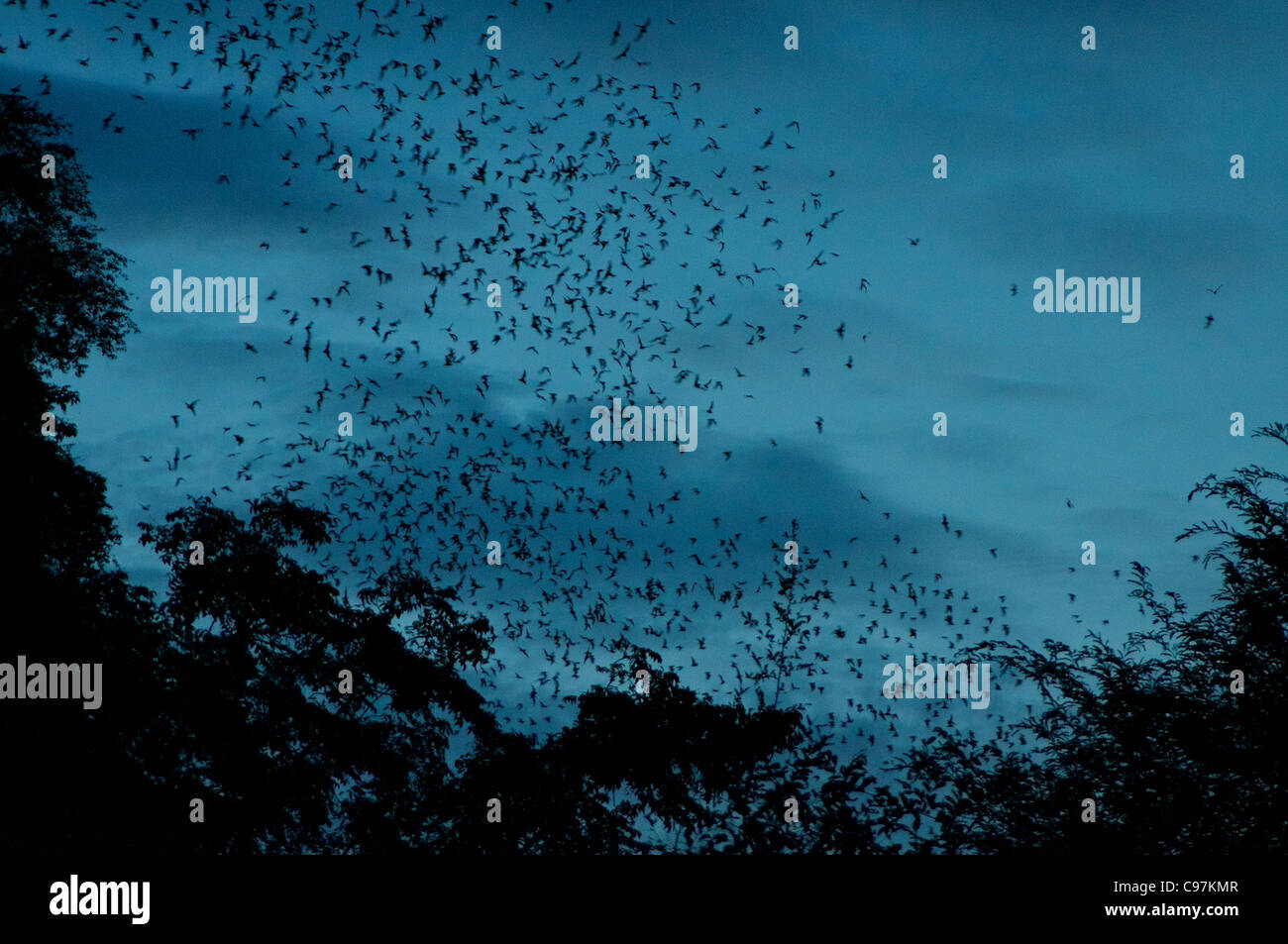 Horde Fledermäuse aus der Fledermaus-Höhle nach Sonnenuntergang in Battambang, Kambodscha Stockfoto