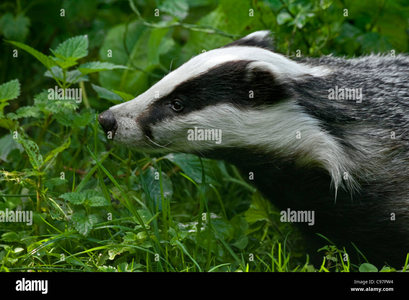 Europäischer Dachs (Meles Meles) hautnah im Wald, Deutschland Stockfoto