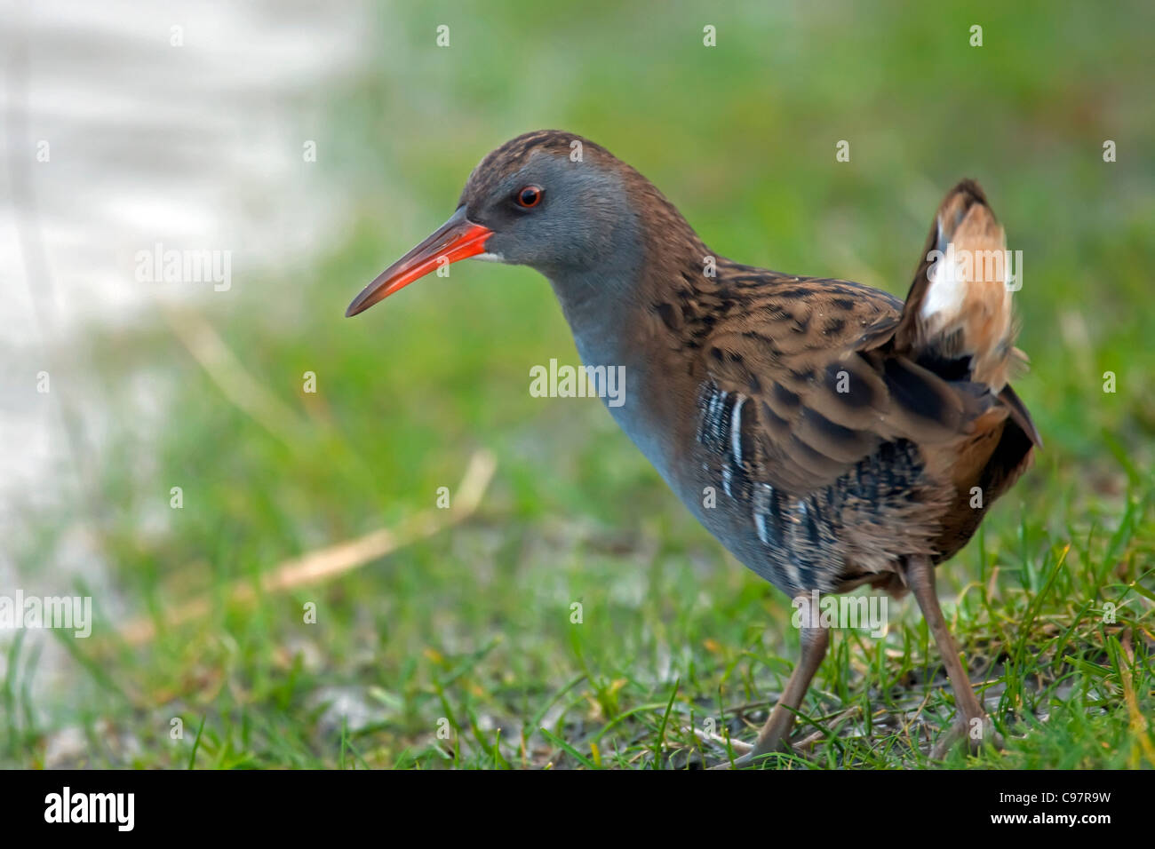 Wasser-Schiene (Rallus Aquaticus) am Ufer im Winter, Niederlande Stockfoto