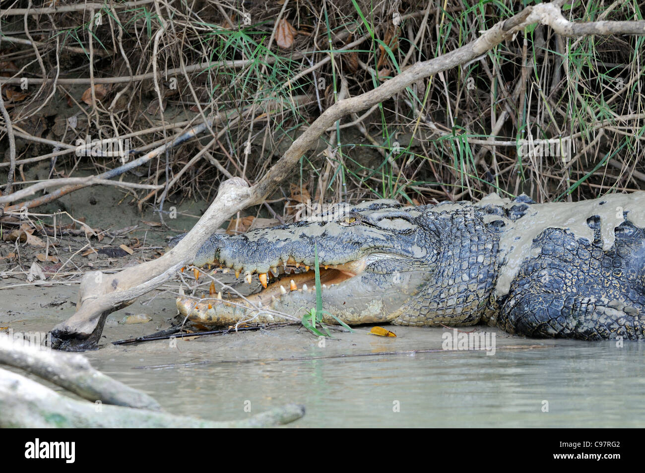 Krokodil mit Mund offen und mit Sand auf dem East Alligator River, Kakadu Nationalpark, Northern Territory, Top End, Australien abgedeckt Stockfoto