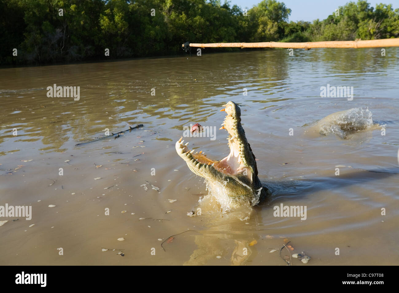 Wilden Sprung für eine Fleisch-Köder während ein Krokodil Krokodil Kreuzfahrt auf Adelaide River. Darwin, Northern Territory, Australien Stockfoto
