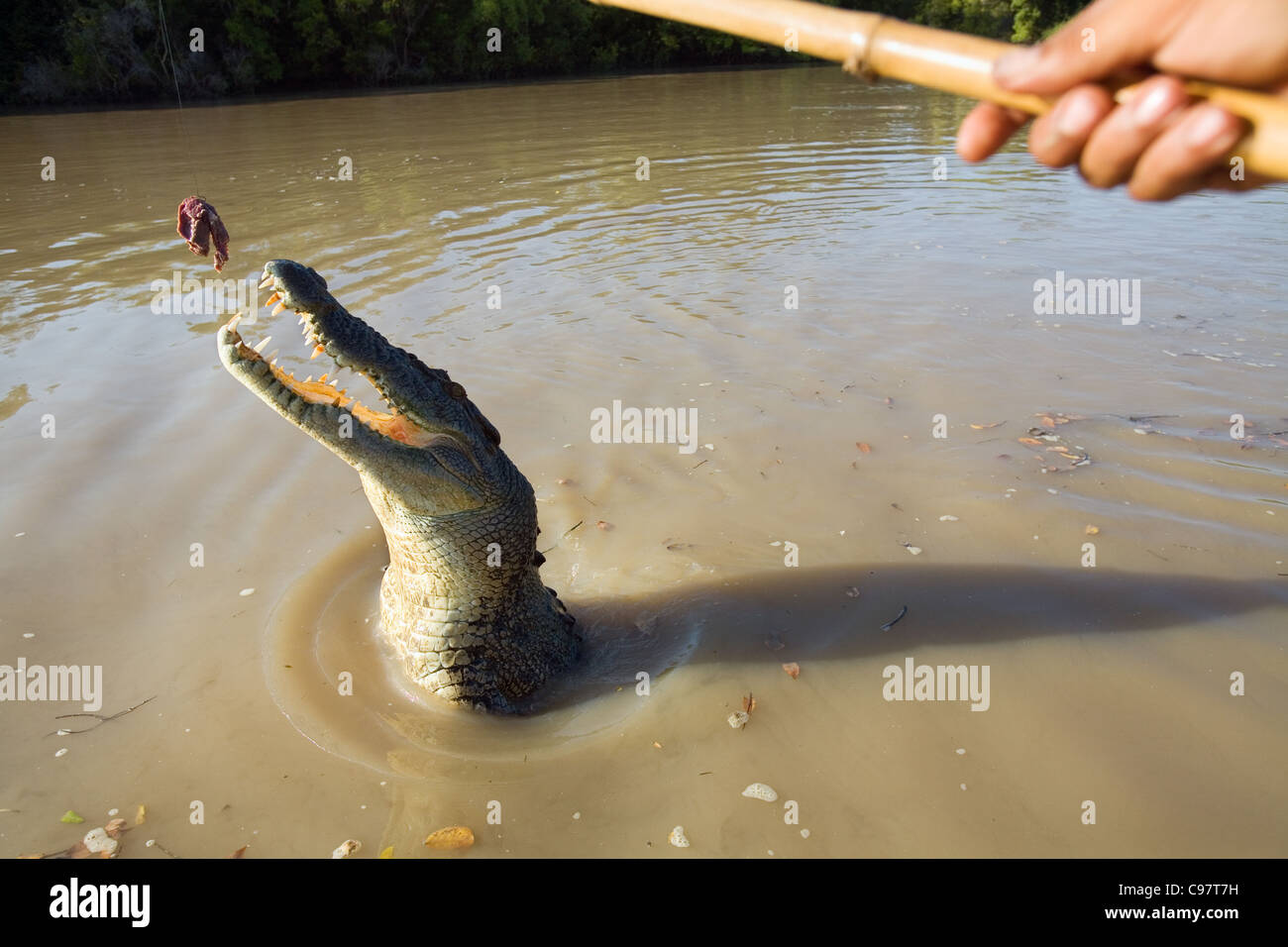 Wilden Sprung für eine Fleisch-Köder während ein Krokodil Krokodil Kreuzfahrt auf Adelaide River. Darwin, Northern Territory, Australien Stockfoto