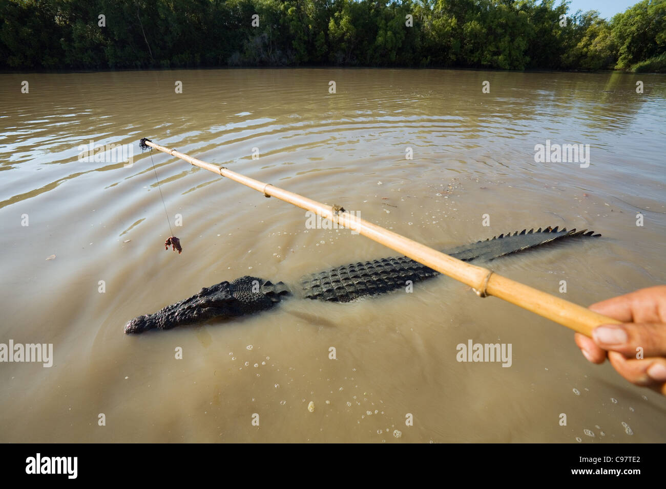 Fleisch-Köder baumelte über wilde Krokodil am Adelaide River.  Darwin, Northern Territory, Australien Stockfoto