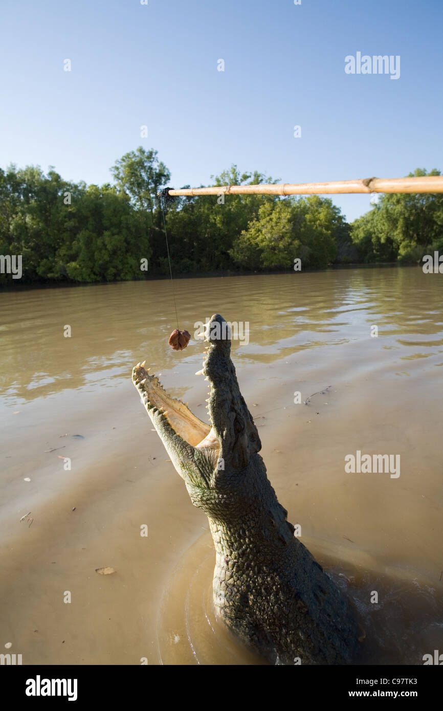 Wilde Salzwasser-Krokodil (Crocodylus Porosus) springen für Köder.  Adelaide River, Darwin, Northern Territory, Australien Stockfoto