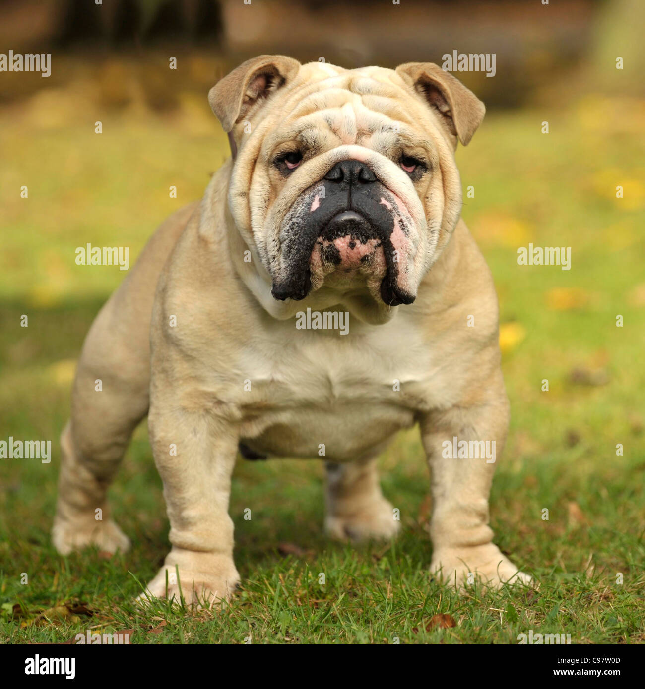 Bulldogge, Blick in die Kamera Stockfoto