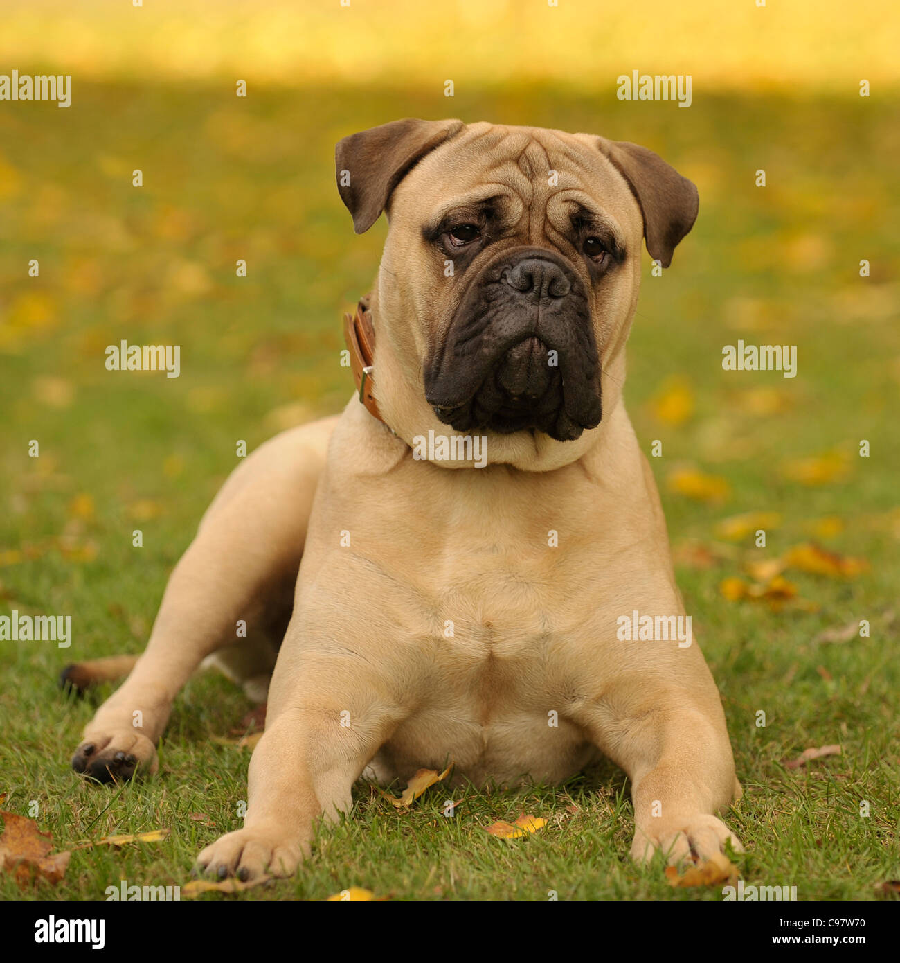 Bullmastiff Hunde liegen im Herbstlaub Stockfoto