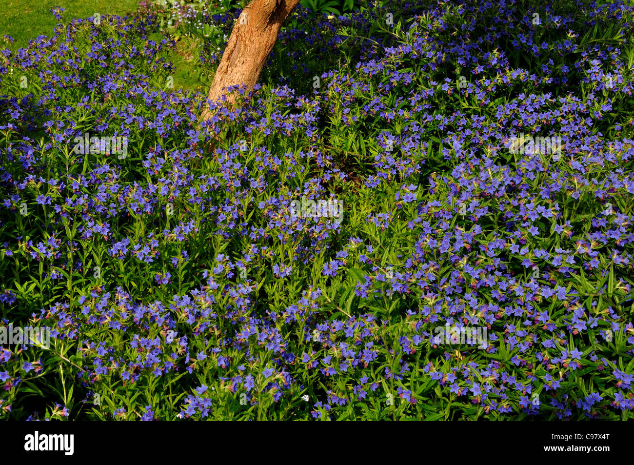 Eine Masse von blauen Buglossoides Purpuro Caerulia in einen englischen Garten UK Stockfoto