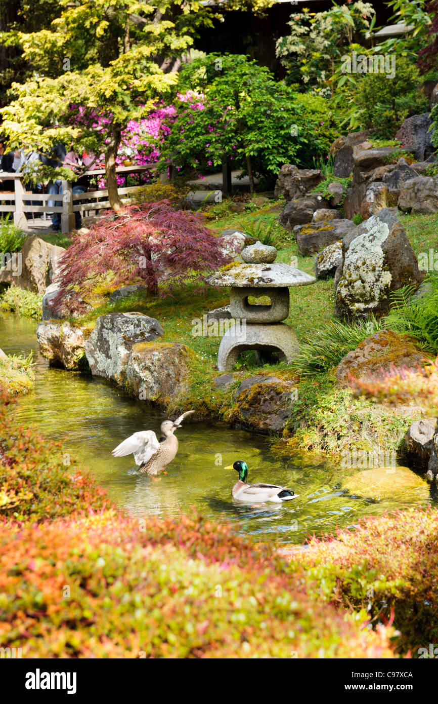 Maynard Enten, Japanese Tea Garden, San Francisco Stockfoto