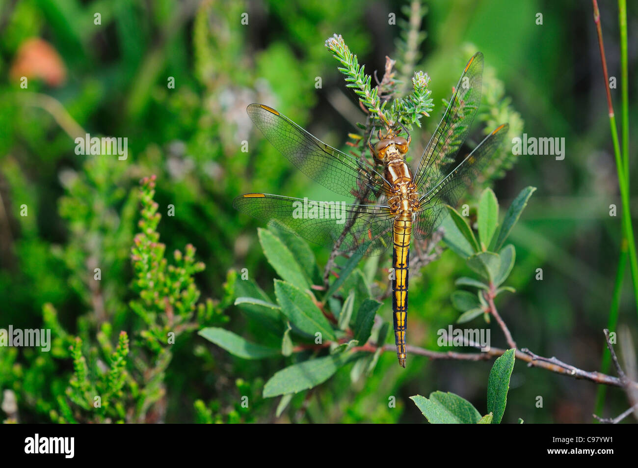 Eine gekielte Abstreicheisen Libelle in Ruhe UK Stockfoto
