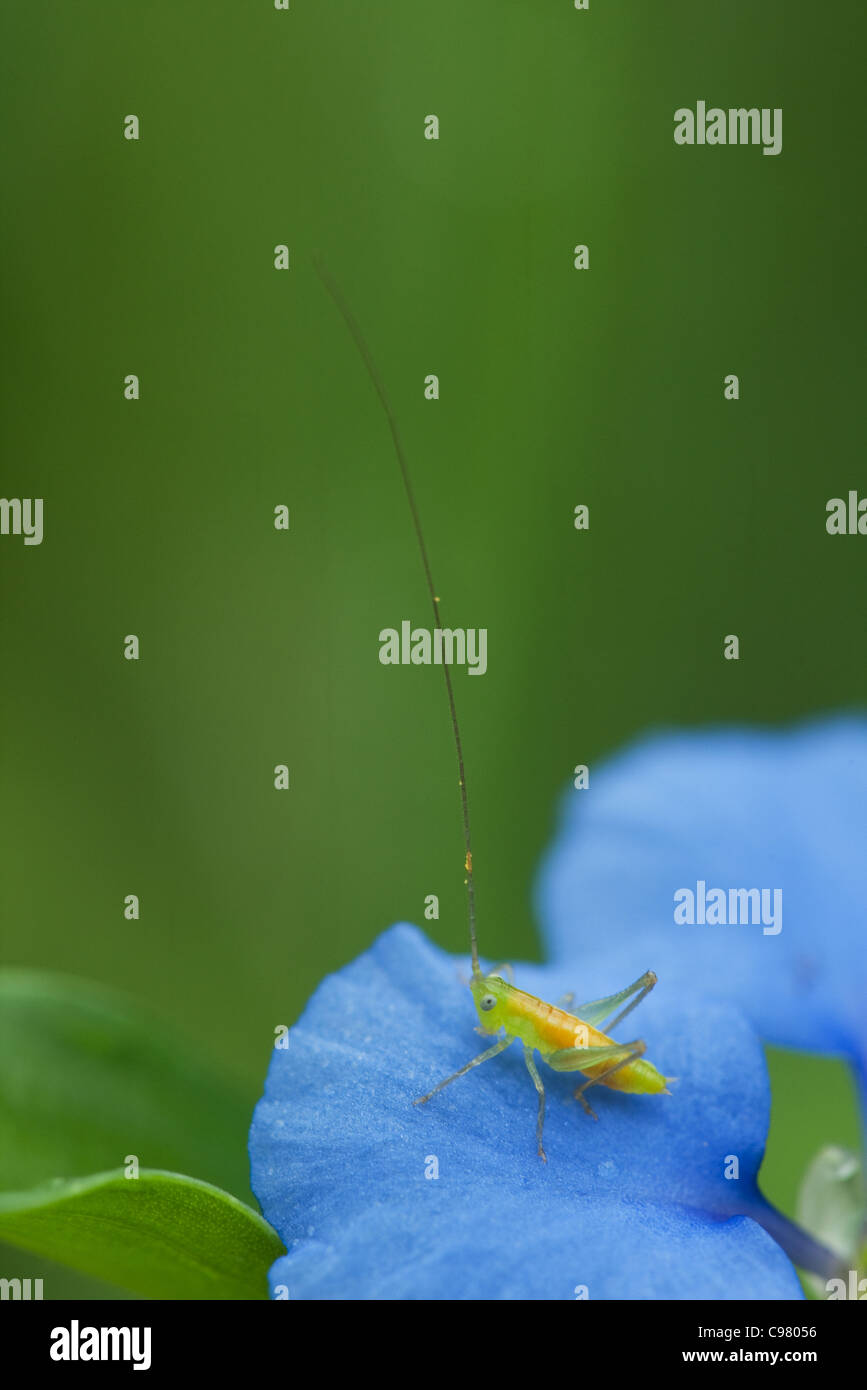 Kleine grüne und orangefarbene Trichter Typ Insekt mit langen Antennen auf blaue Blume Blütenblatt Stockfoto