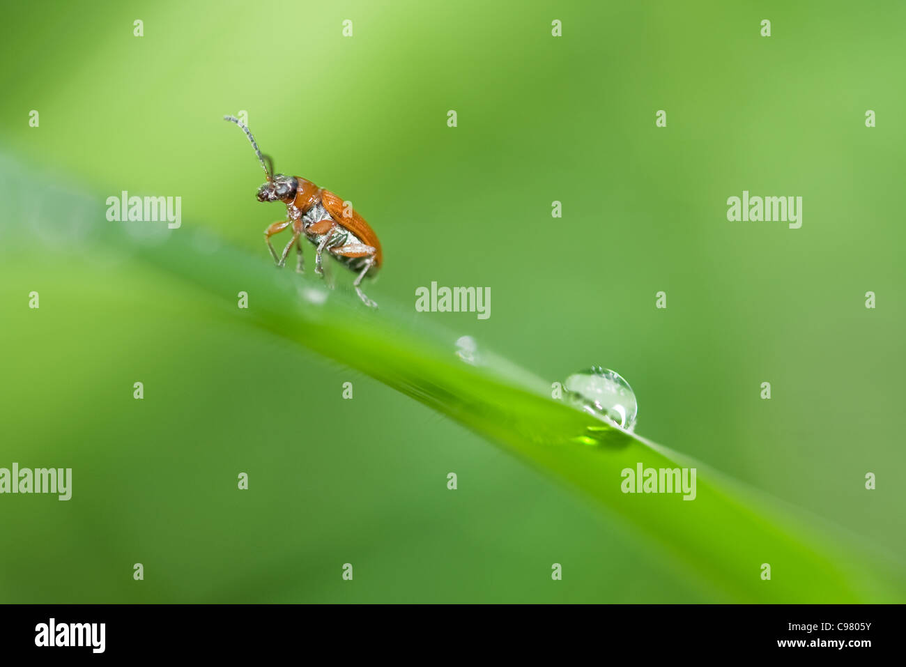 Orange Rüsselkäfer Art Insekt auf Blattspreite mit Tautropfen Stockfoto