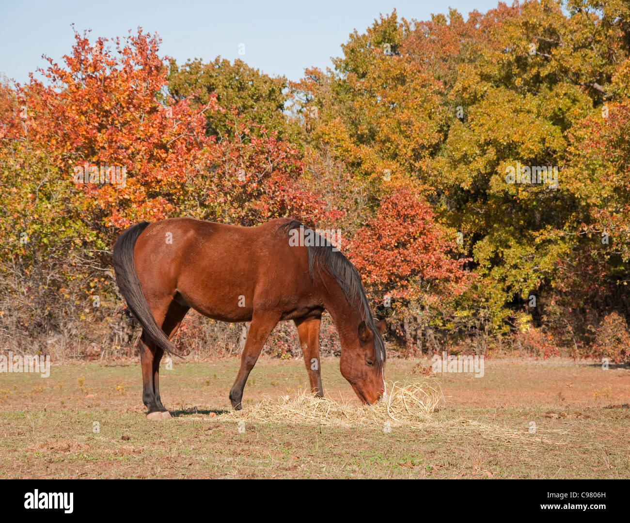 Rote Bucht Pferd Heu im Herbst Weide Essen Stockfoto